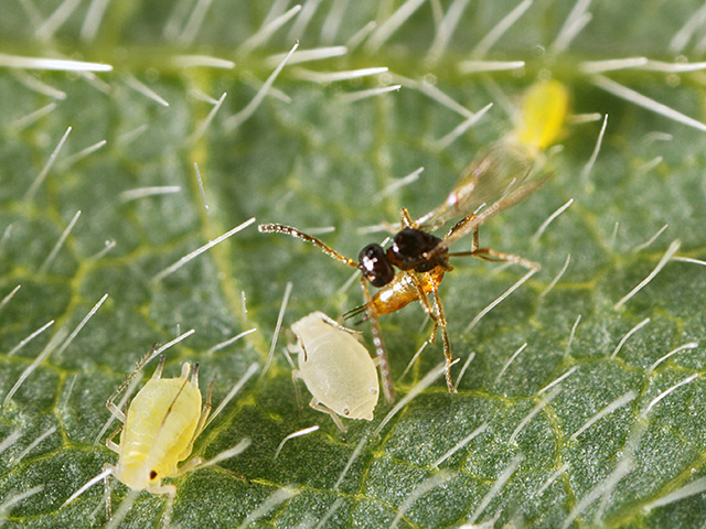 Small, stingless wasps keep the soybean aphid under control in China. These wasps are now starting to show up in U.S. soybean fields. (Progressive Farmer photo courtesy of University of Minnesota, David L. Hansen)